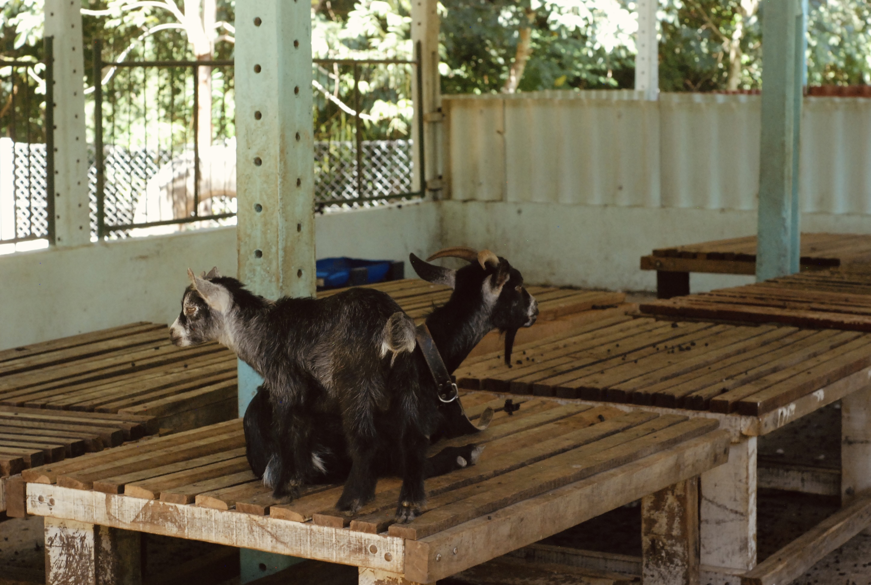 Foto do imóvel: Chácara com 7 Quartos à Venda, 5.000 m² em Setor Central - Mairipotaba