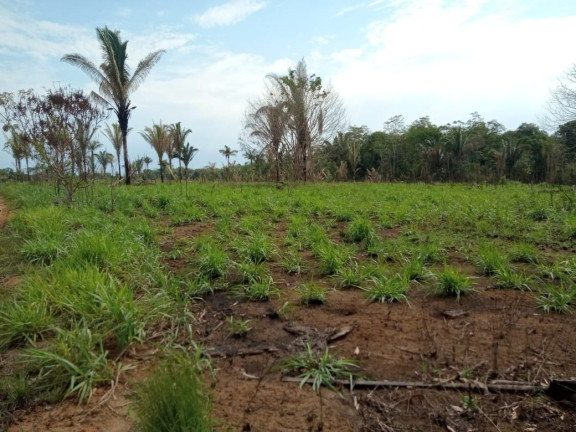 Imagem Terreno à Venda, 2.000 m² em Zona Rural - Humaitá