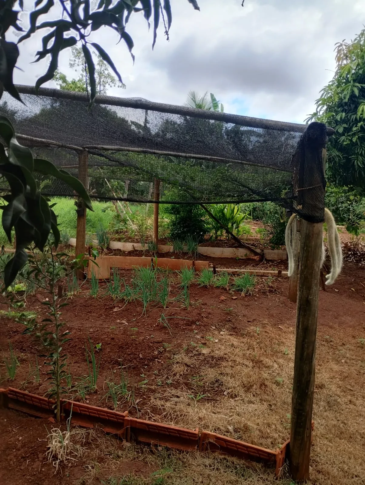 Imagem Chácara com 2 Quartos à Venda, 90 metros em Pitangueiras - Pitangueiras