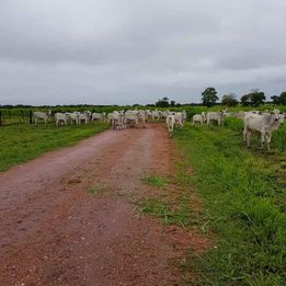 Imagem Fazenda à Venda, 8 HAem ZONA RURAL - Cocalinho