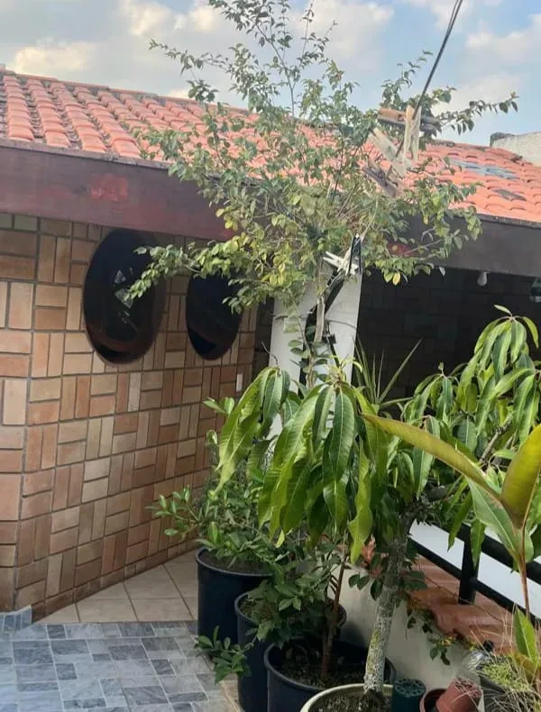 Foto do imóvel: Sobrado com 3 Quartos à Venda, 250 m² em Vila Mariana - São Paulo