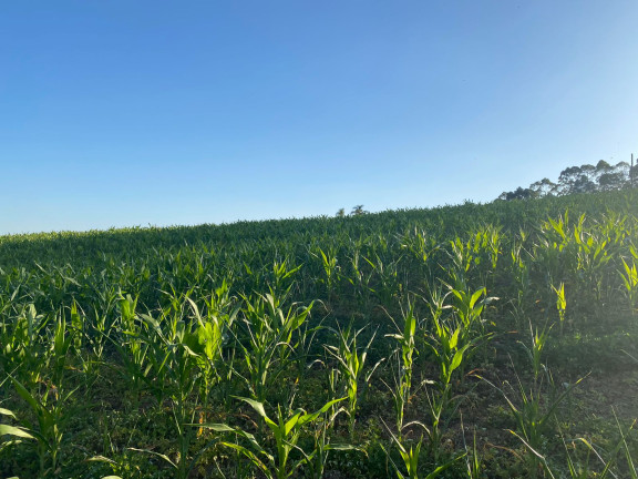 Imagem Terreno à Venda, 1.000 m² em Dona Catarina - Mairinque