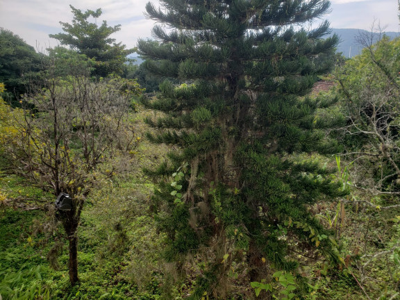 Imagem Apartamento com 3 Quartos à Venda, 74 m² em Trindade - Florianópolis