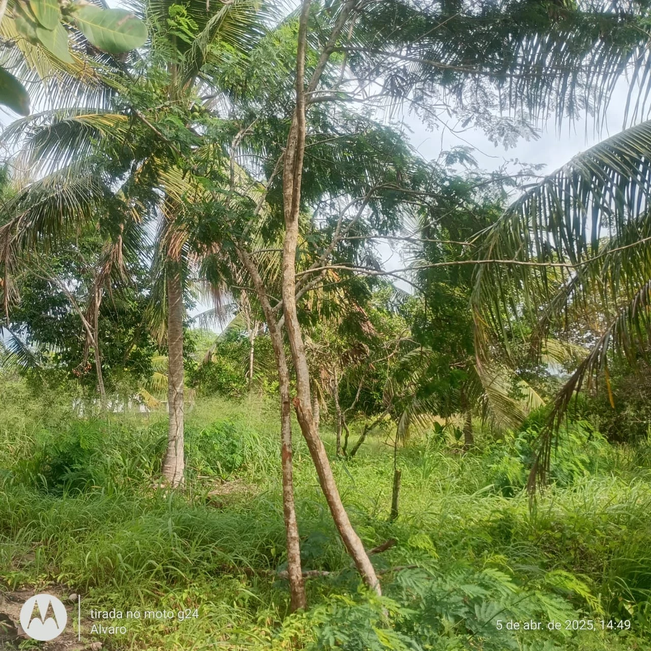 Imagem Fazenda à Venda, 14 HA em Vera Cruz - Vera Cruz