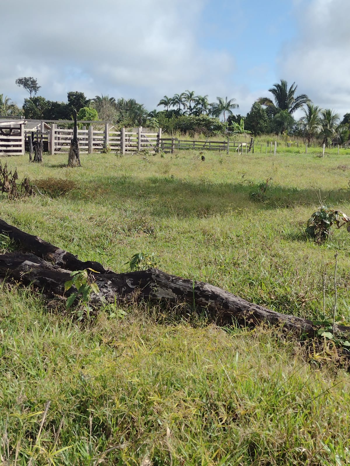 Imagem Fazenda à Venda, 29 HAem Zona Rural - Candeias do Jamari