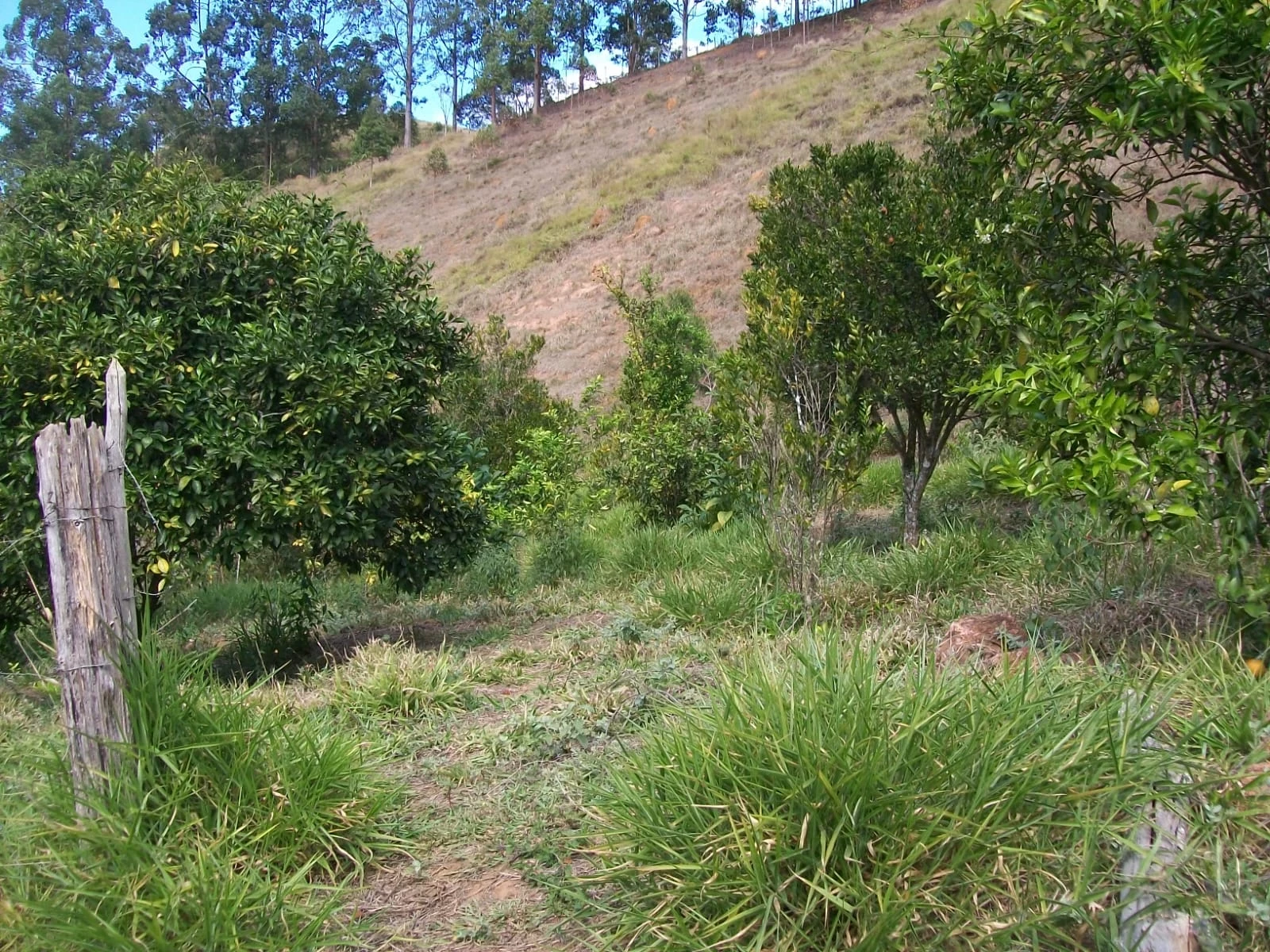 Imagem Chácara com 2 Quartos à Venda, 47.000 m² em Pirapitinga - Juiz de Fora