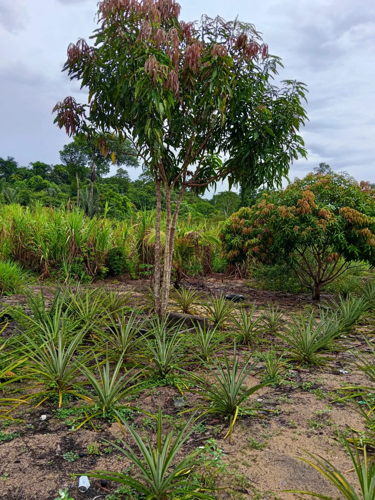 Imagem Fazenda à Venda, 132 m² em Candeias do Jamari - Candeias do Jamari