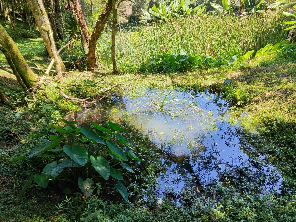 Foto do imóvel: Chácara à Venda, 10.000 m² em Colônia Mariana  - Campo Largo 