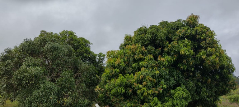 Imagem Terreno à Venda, 2.000 m² em Zona Rural - Humaitá