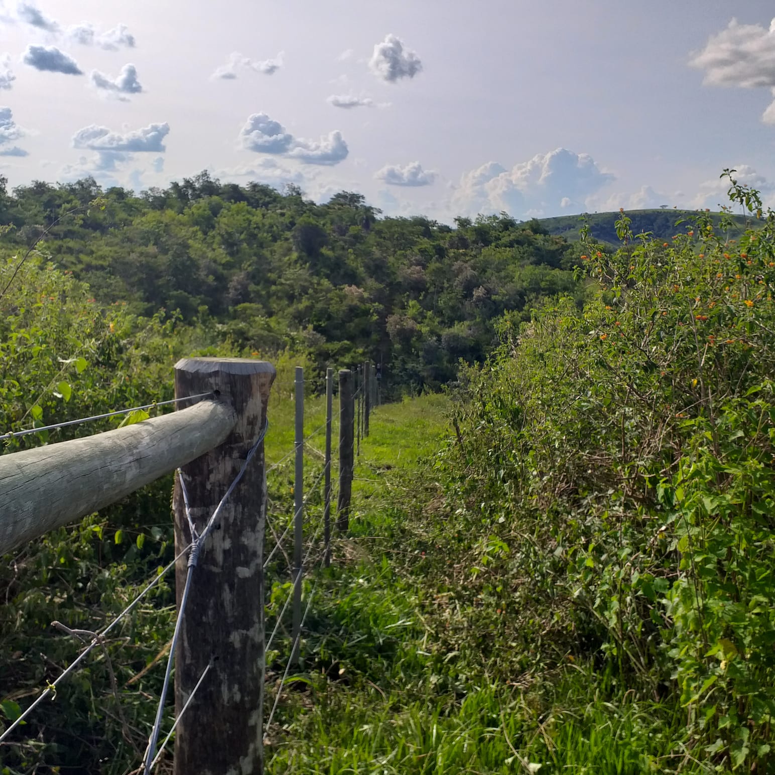 Imagem Fazenda à Venda, 74 Alq. SP em Área Rural de Álvaro de Carvalho - Álvaro de Carvalho