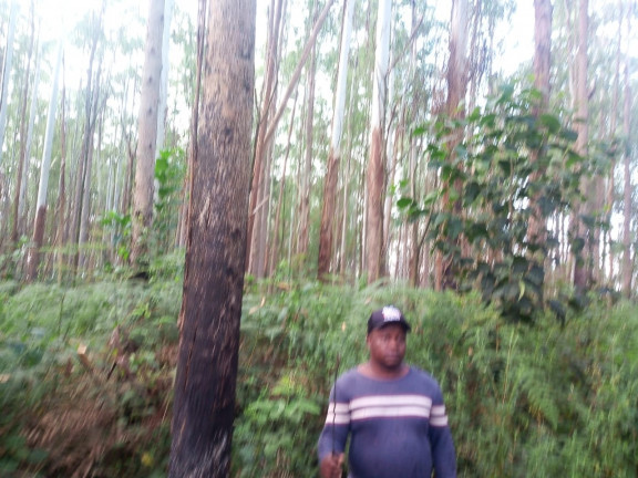 Imagem Terreno à Venda, 137.000 m² em São Domingos - Bias Fortes