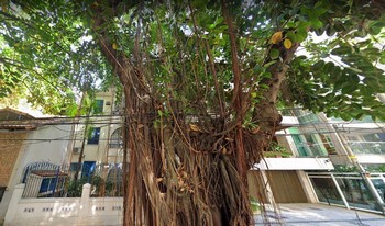 Condomínio Do Edifício Custodio Serrão em Rio De Janeiro
