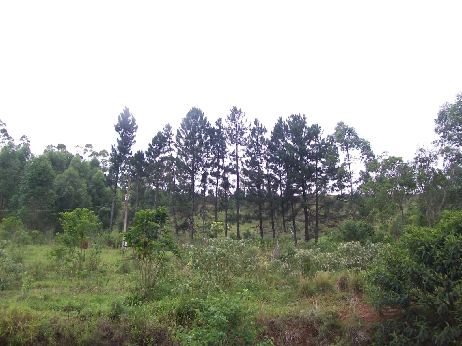 Imagem Chácara com 2 Quartos à Venda, 47.000 m² em Pirapitinga - Juiz de Fora