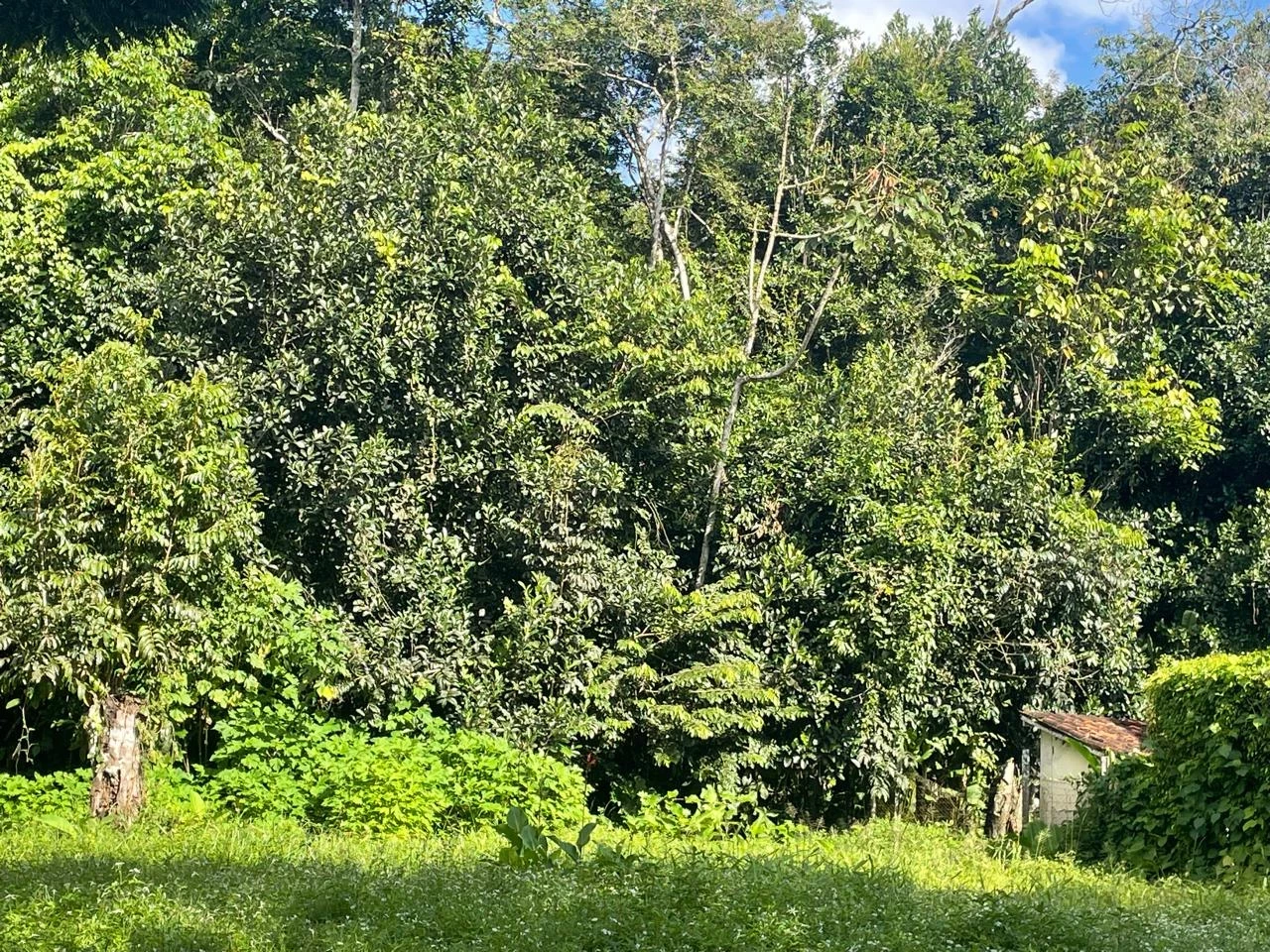Imagem Casa com 2 Quartos à Venda, 72.500 m² em Aldeia dos Camarás - Camaragibe