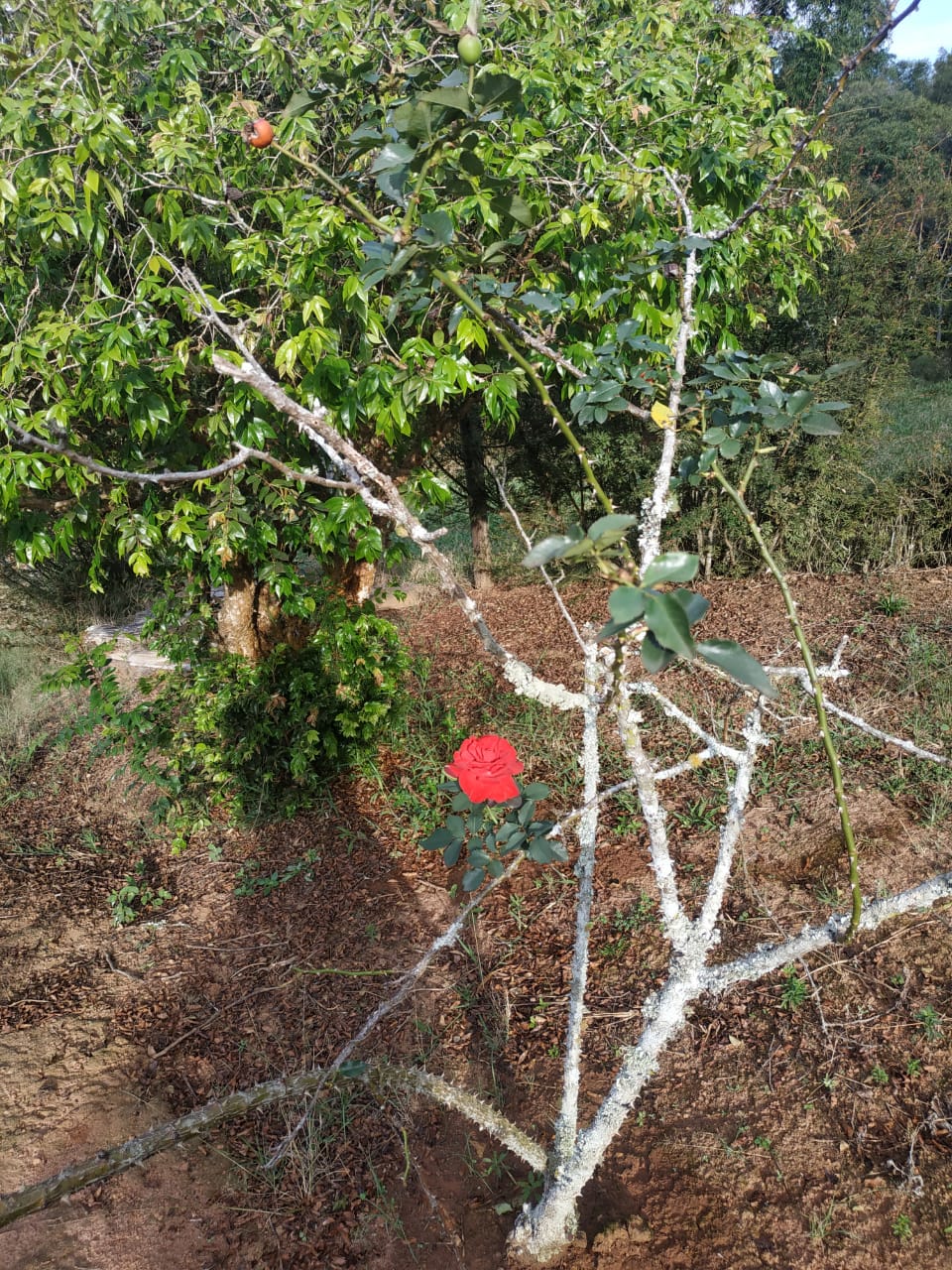 Imagem Imóvel com 4 Quartos à Venda, 200 m²em Canaã - Jambeiro