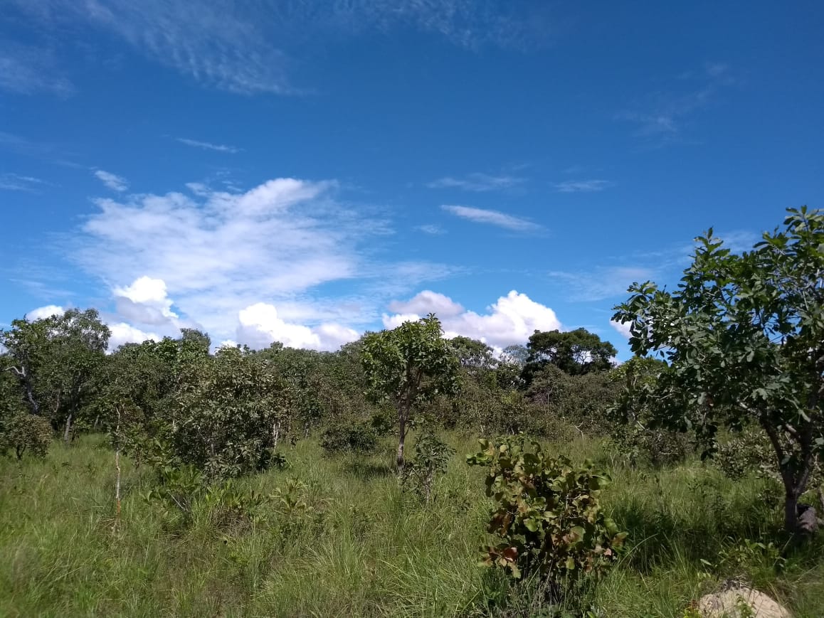 Imagem Fazenda à Venda, 64 Alq. GO em Zona Rural - Ribeirãozinho