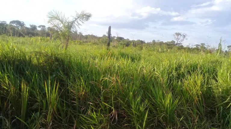 Imagem Terreno à Venda,  em Zona Rural - Humaitá