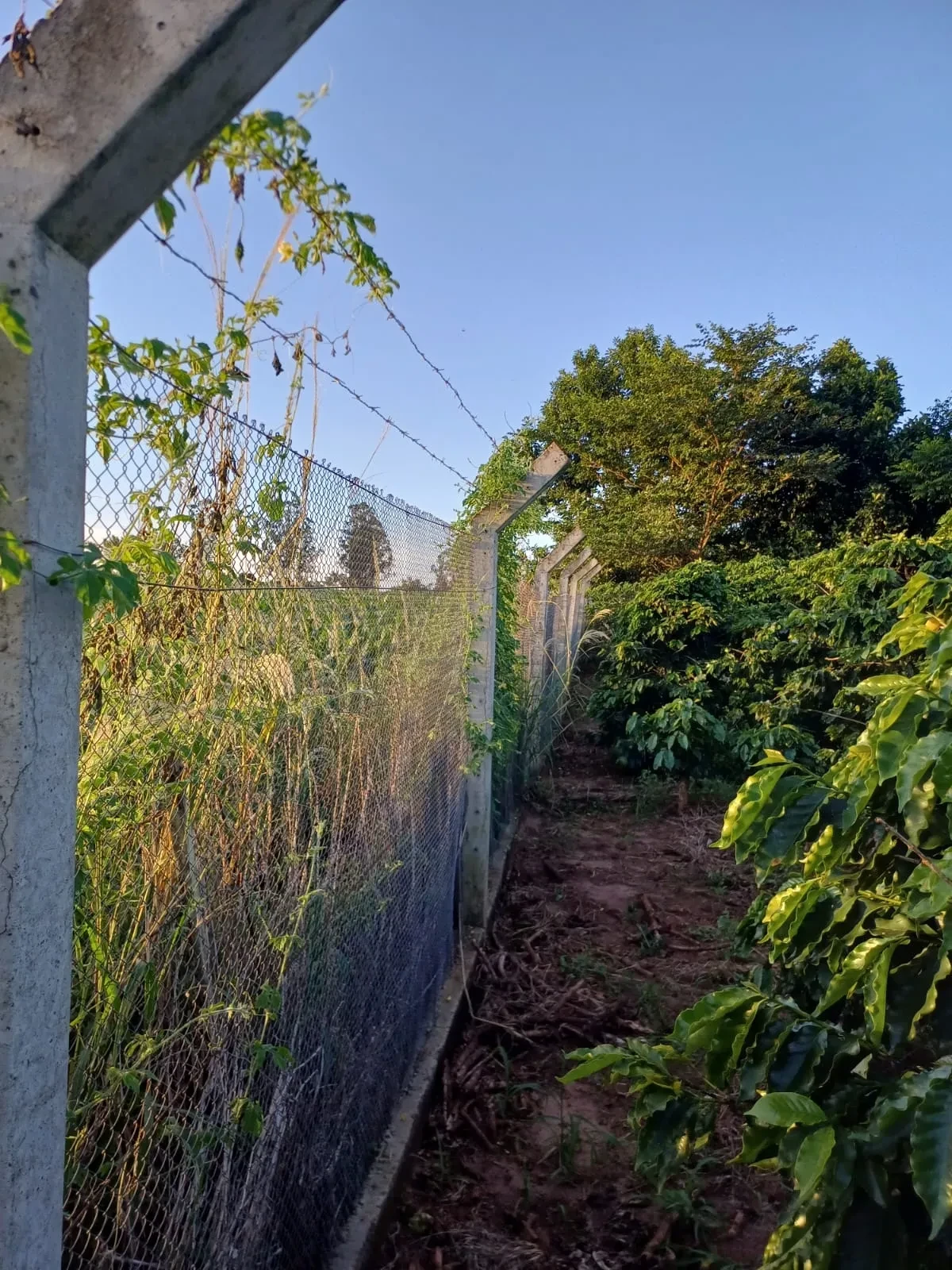 Imagem Chácara com 6 Quartos à Venda, 400 m² em Pitangueiras - Pitangueiras