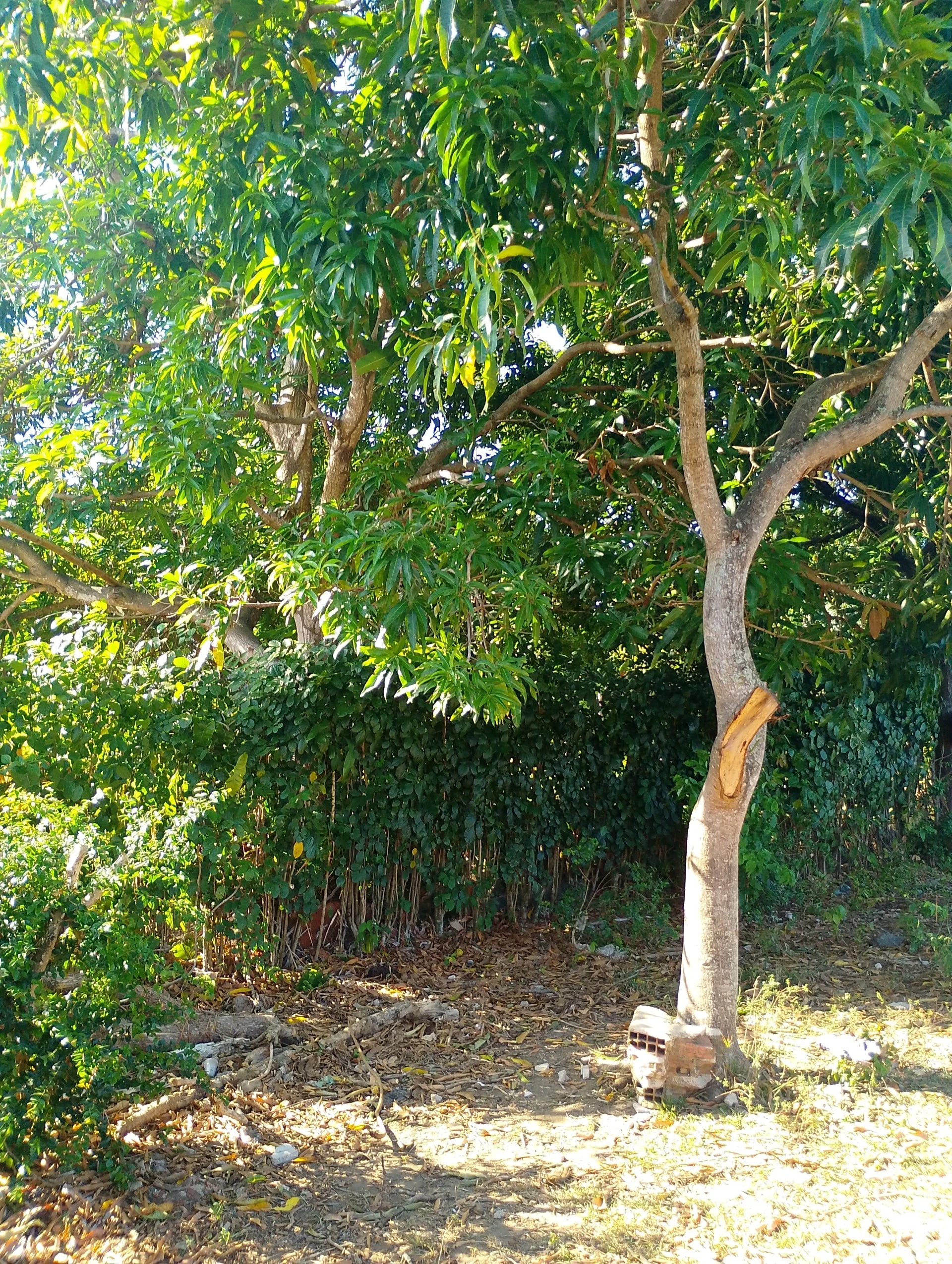 Foto do imóvel: Terreno à Venda, 161 m² em Alto da Conquista - Olinda