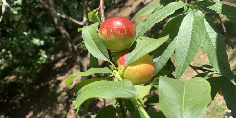 Imagem Chácara com 1 Quarto à Venda, 2.045 m² em Centro  - Santa Isabel
