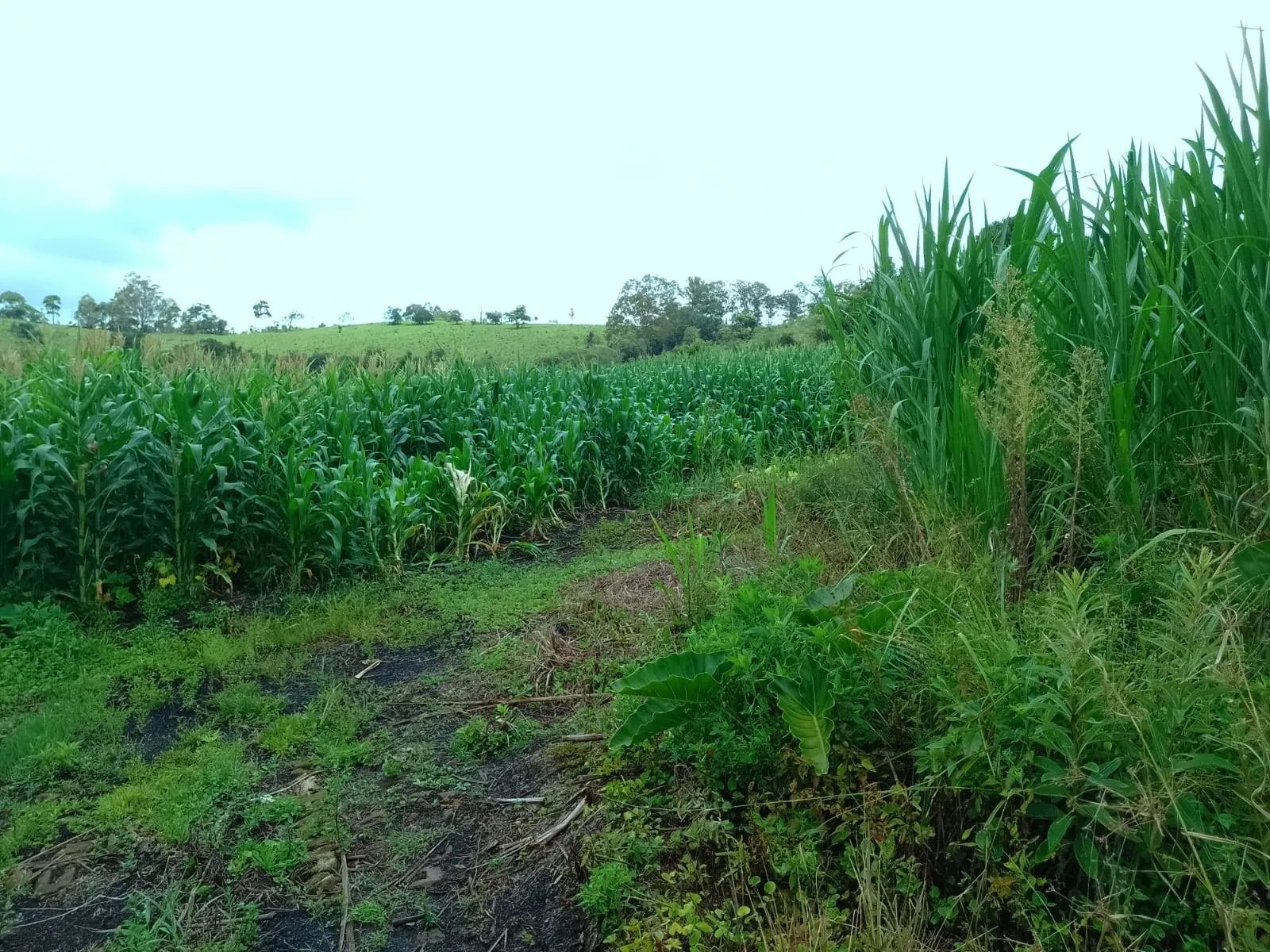 Imagem Fazenda à Venda, 5 Alq. MG em Caldas - Caldas