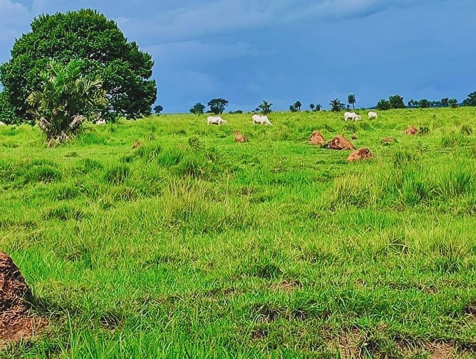 Imagem Fazenda à Venda, 1115 m² em ZONA RURAL - Mundo Novo