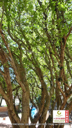 Imagem Chácara com 3 Quartos à Venda, 150 m² em Bueno De Andrada - Araraquara