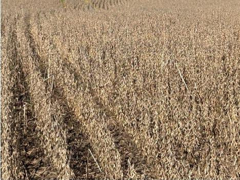 Fazenda à Venda, 800 m² em ZONA RURAL - Guiratinga