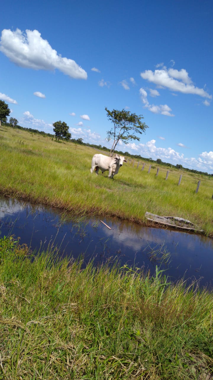 Imagem Fazenda à Venda, 543 Alq GOem Zona Rural - Cocalinho