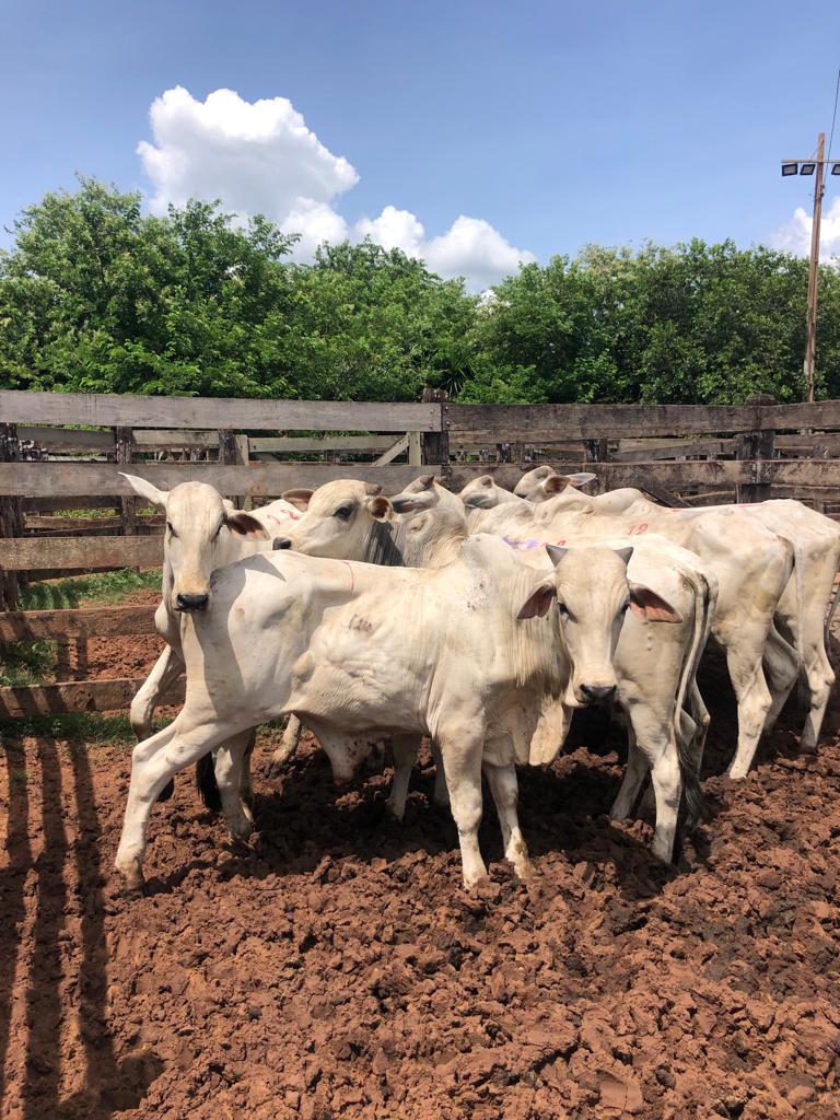 Imagem Fazenda à Venda, 74 Alq. SP em Área Rural de Álvaro de Carvalho - Álvaro de Carvalho