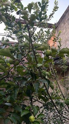 Imagem Chácara com 3 Quartos à Venda, 200 m²em Santa Cruz - Rio de Janeiro