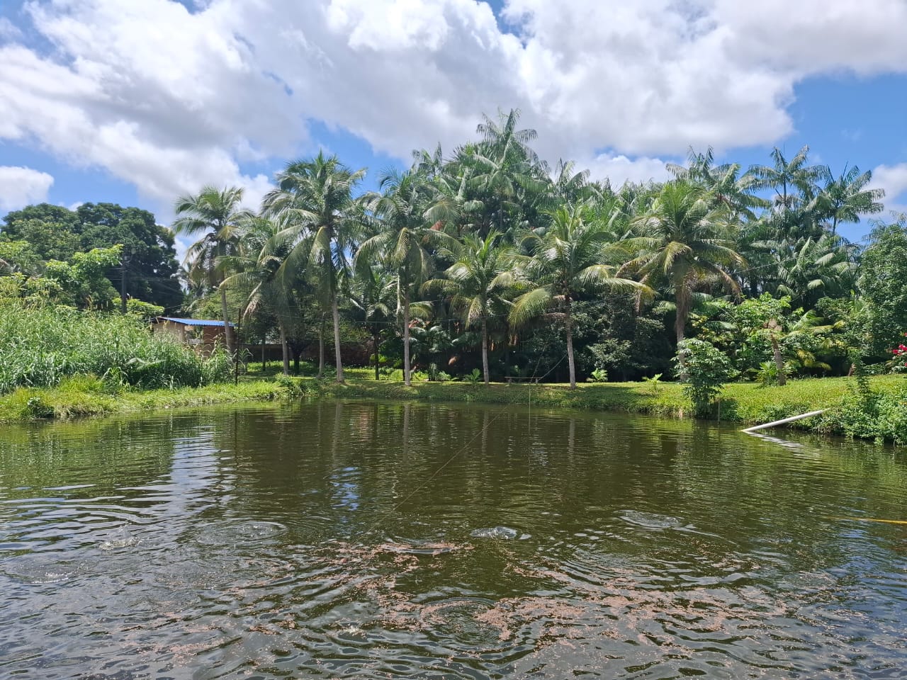 Imagem Chácara com 3 Quartos à Venda, 280 m² em Coqueiro - São Luís