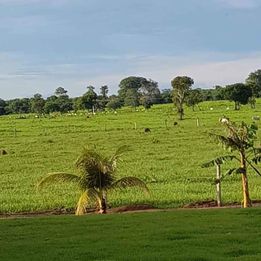 Imagem Fazenda à Venda, 8 HAem ZONA RURAL - Cocalinho