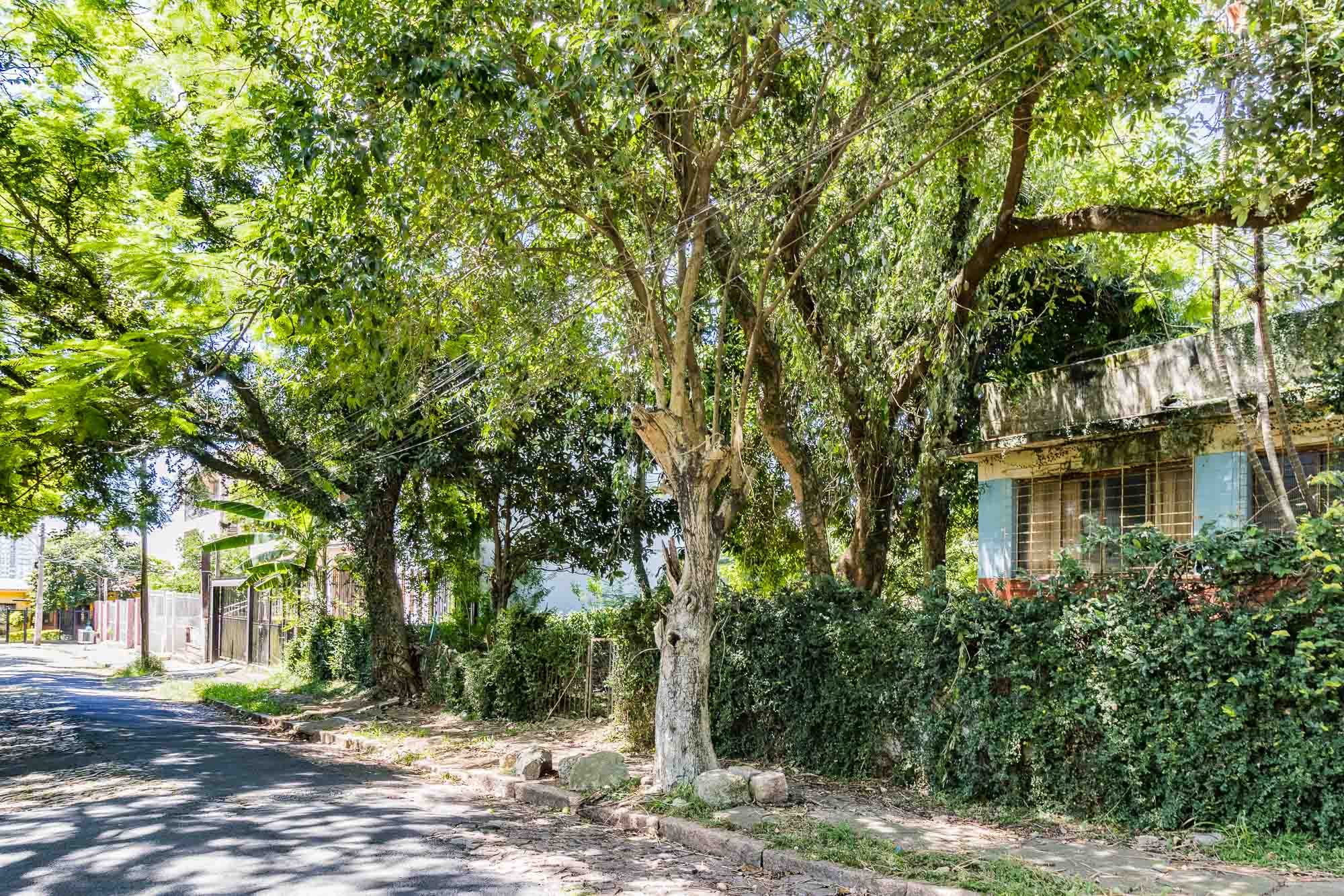 Imagem Terreno à Venda, 705 m² em Vila Ipiranga - Porto Alegre