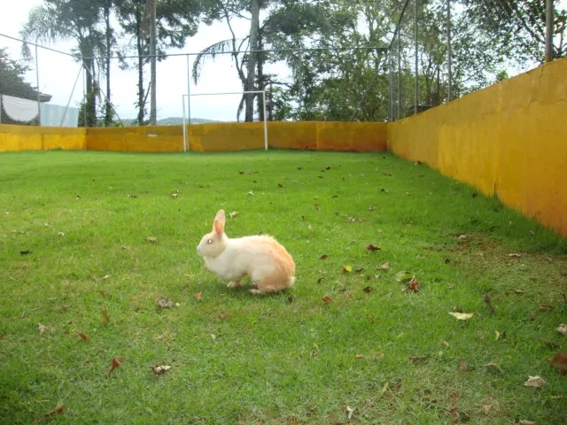 Foto do imóvel: Chácara com 3 Quartos à Venda, 2300 m² em Mato Dentro - Mairiporã