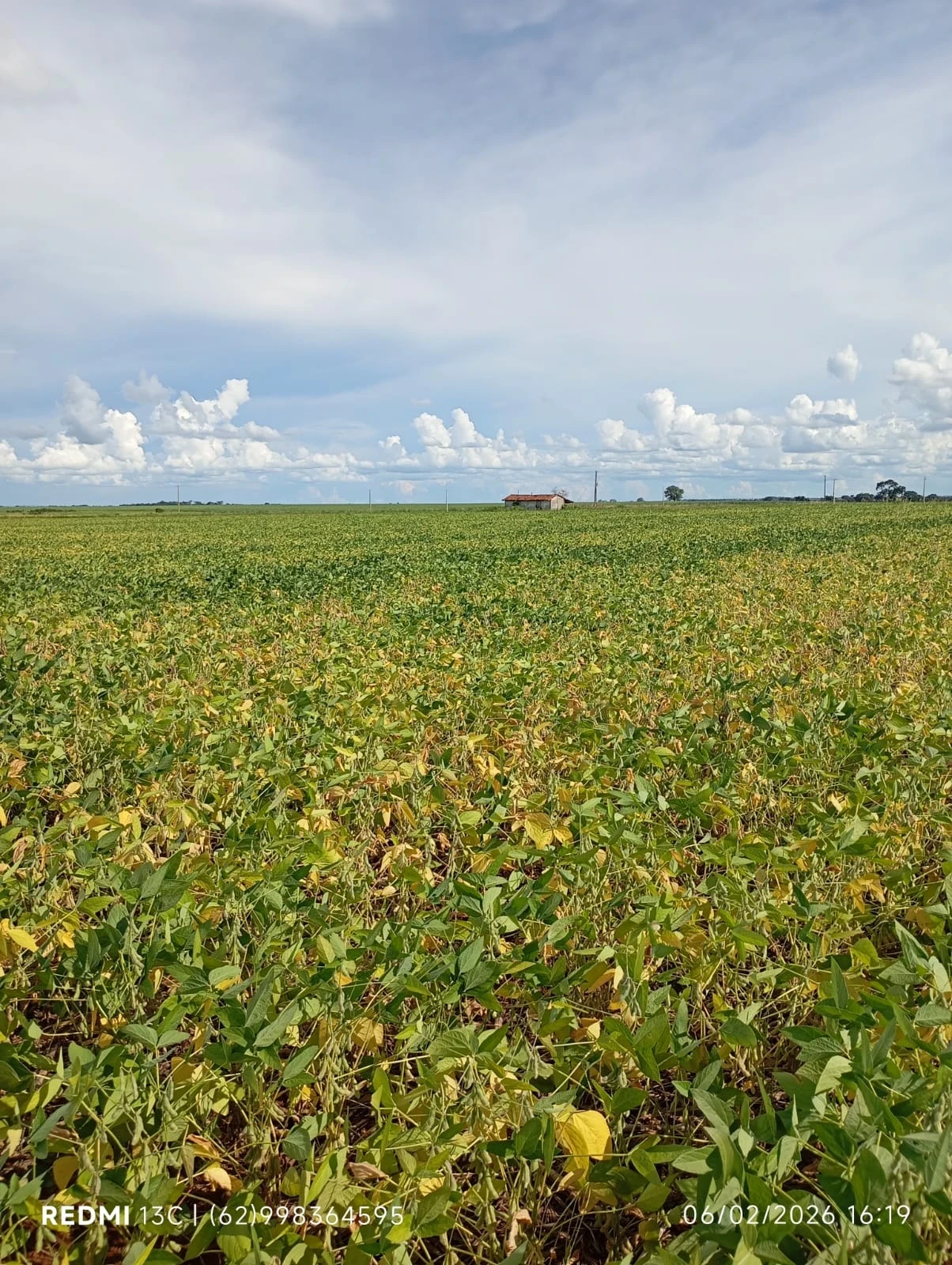 Imagem Fazenda à Venda, 6 Alq. GO em Acreúna - Acreúna