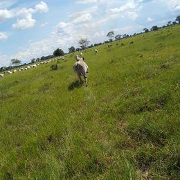 Imagem Fazenda à Venda, 8 HAem ZONA RURAL - Cocalinho
