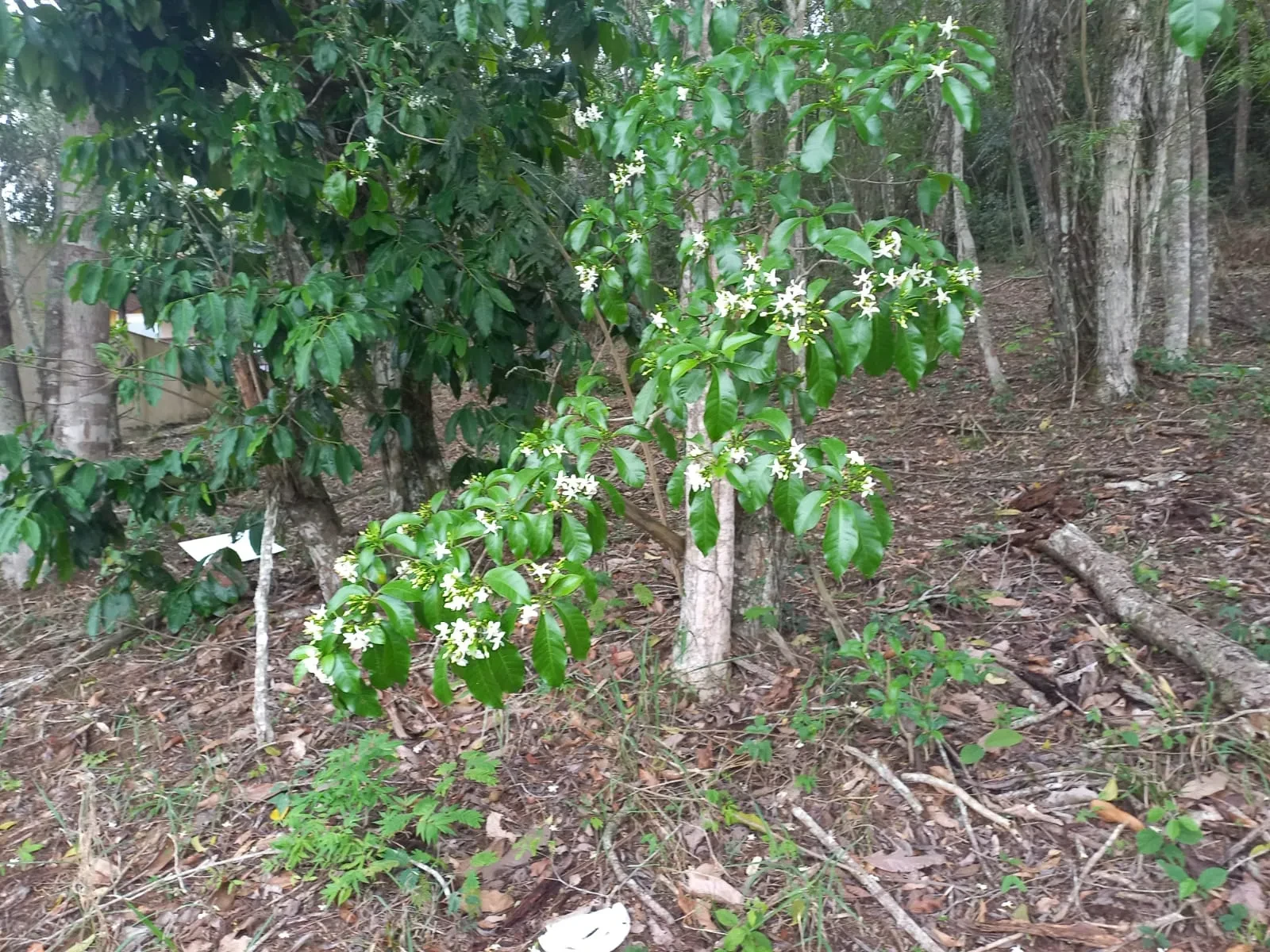 Imagem Terreno em Condomínio à Venda, 360 m² em Rio do Ouro - Niterói