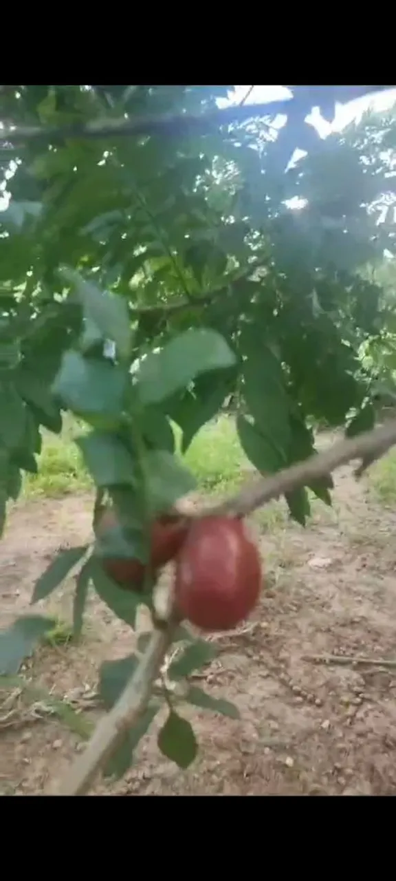 Imagem Fazenda à Venda, em Samambaia Sul (Samambaia) - Brasília