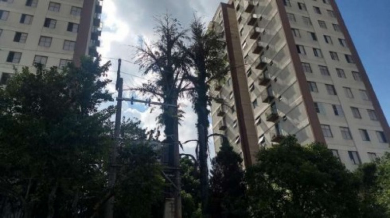 Imagem Apartamento com 2 Quartos à Venda ou Locação, 55 m² em Vila Campestre - São Paulo