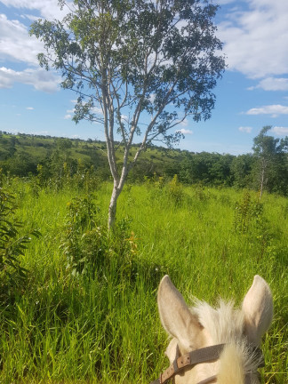 Imagem Fazenda à Venda,  em Área Rural - Padre Bernardo