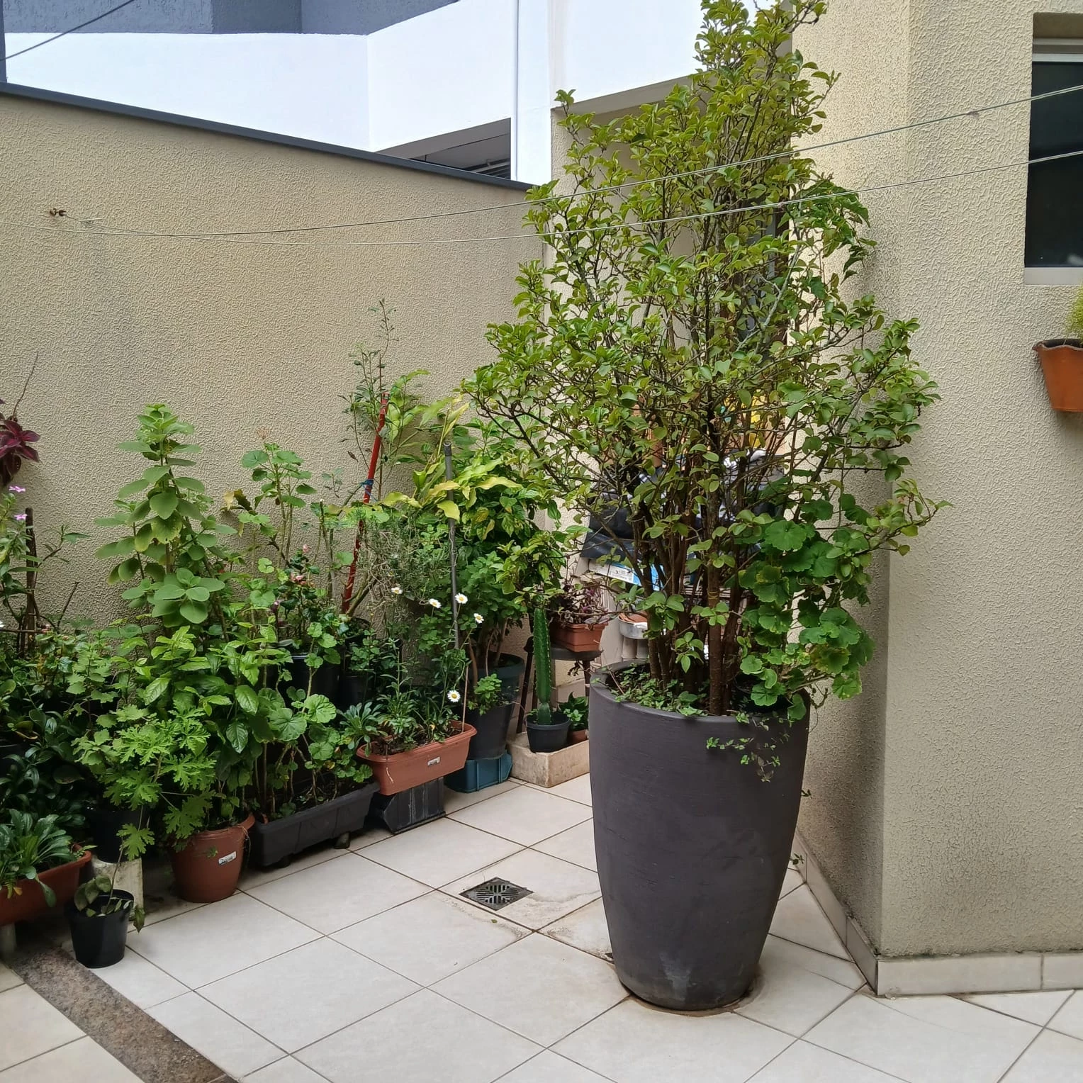 Foto do imóvel: Sobrado com 3 Quartos à Venda, 259 m² em Nova Petrópolis - São Bernardo do Campo