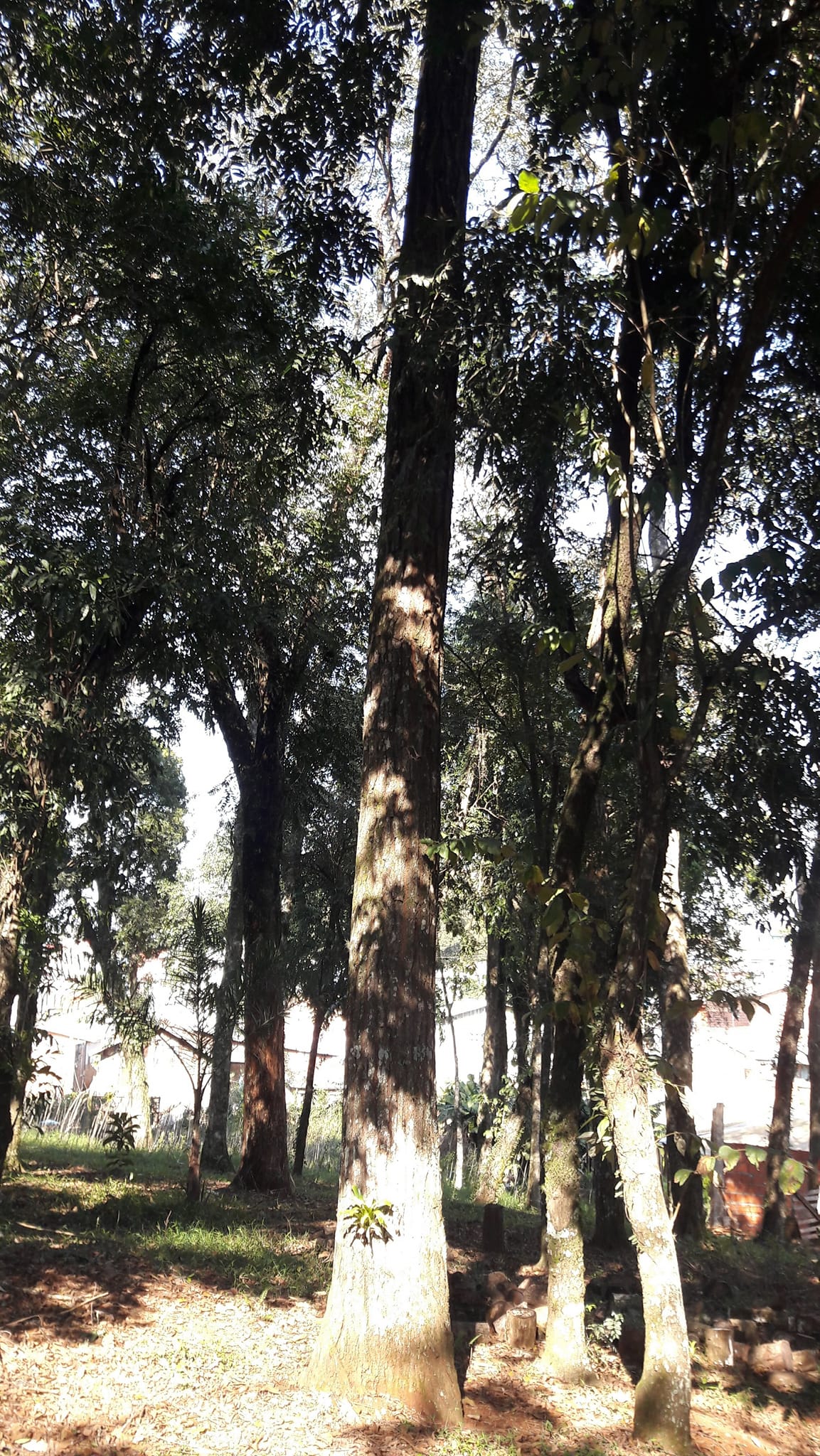 Foto do imóvel: Terreno à Venda, 3.200 m²em Efapi - Chapecó