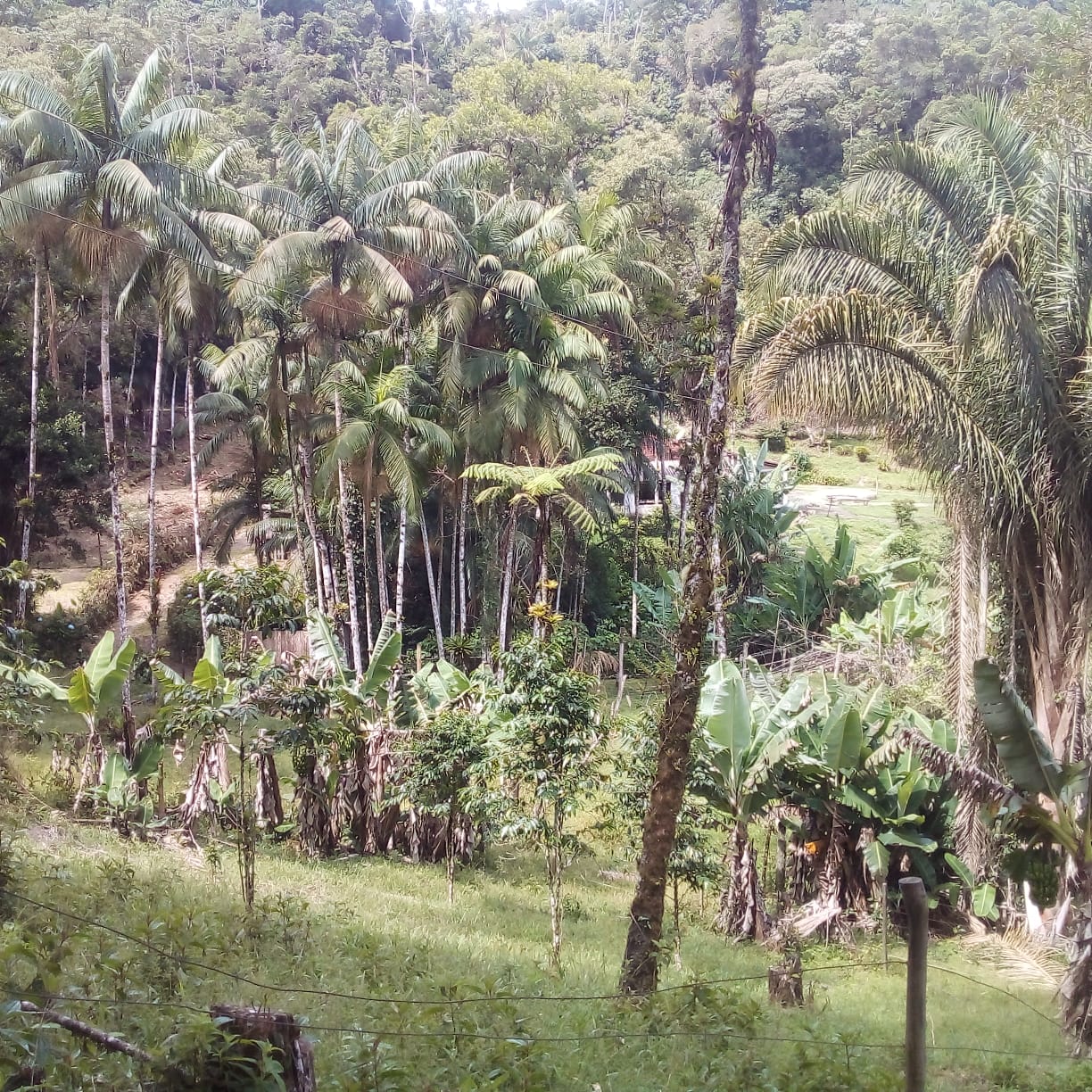 Imagem Chácara com 5 Quartos à Venda, 30 m² em Ribeirão do Ouro - Tapiraí
