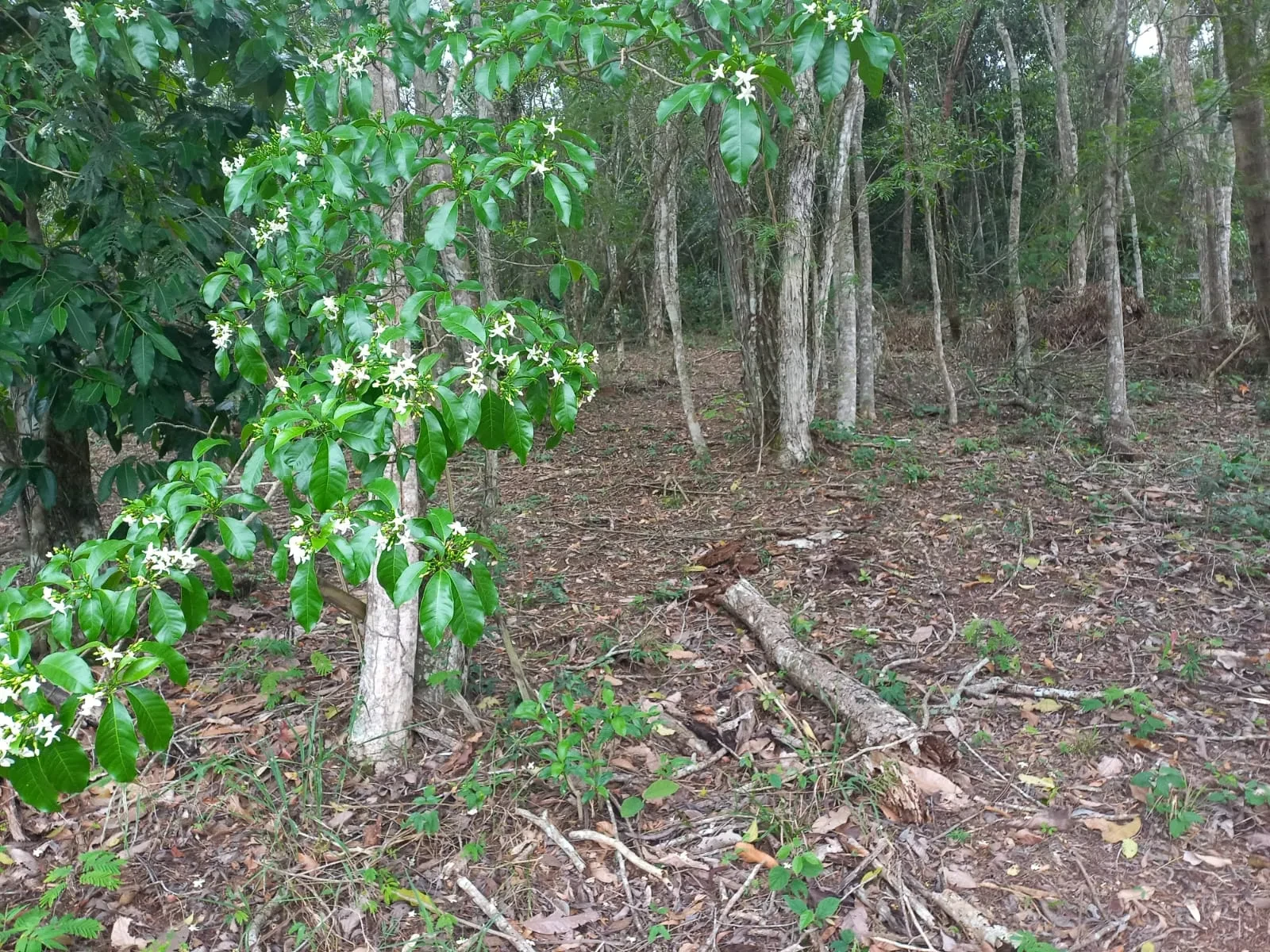 Imagem Terreno em Condomínio à Venda, 360 m² em Rio do Ouro - Niterói