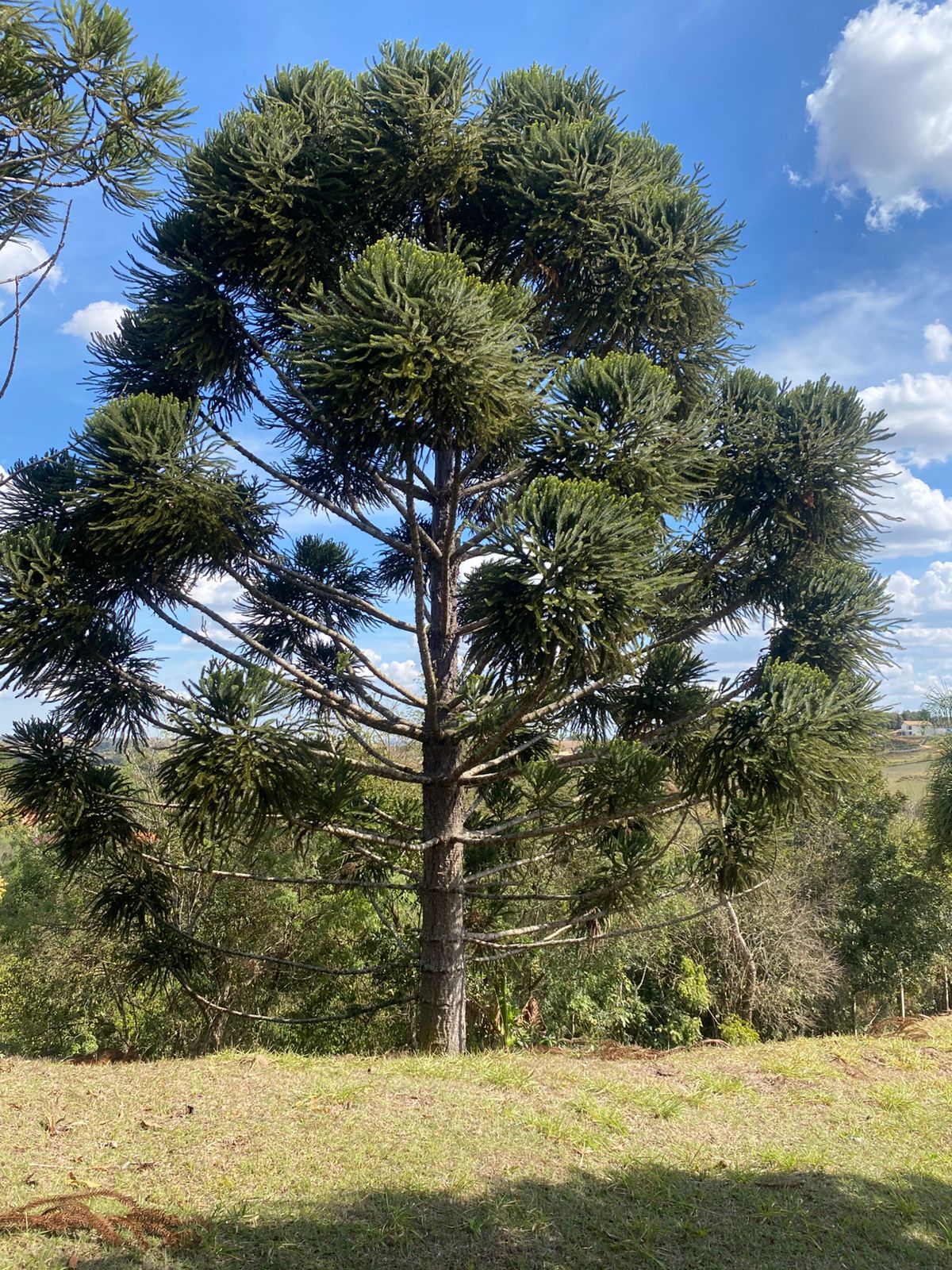 Foto do imóvel: Chácara com 6 Quartos à Venda, 512 m² em rural - Araçoiaba da Serra