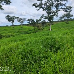 Imagem Fazenda à Venda, 103 Alq GOem ZONA RURAL - Pedro Afonso