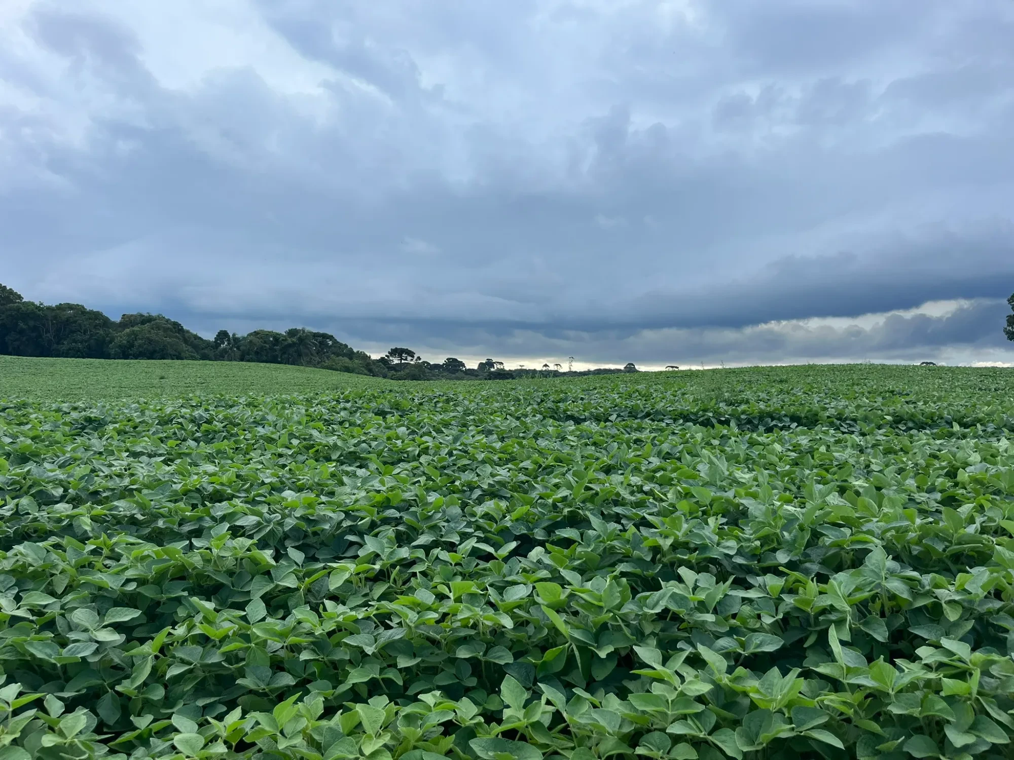 Foto do imóvel: Chácara à Venda, 20000 m² em São Marcos - São José dos Pinhais