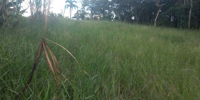 Imagem Chácara com 3 Quartos à Venda, 12.000 m² em Centro - Santa Isabel