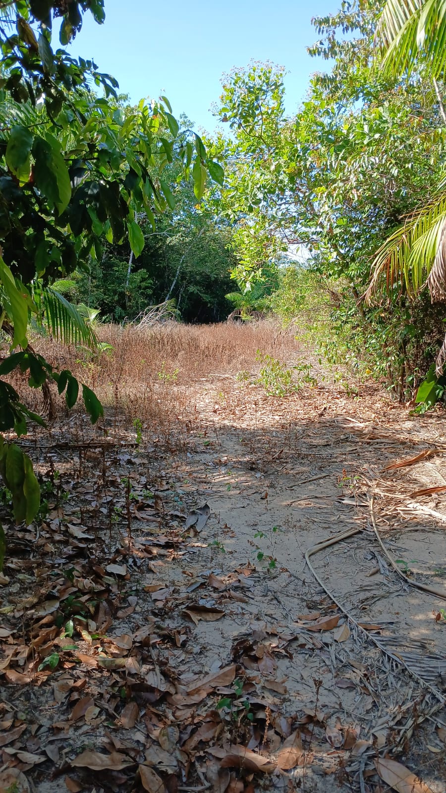 Imagem Terreno à Venda, 80.000 metro em  - Bujaru